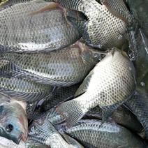 吉富罗非鱼活鱼产地直发货源充足欢迎采购