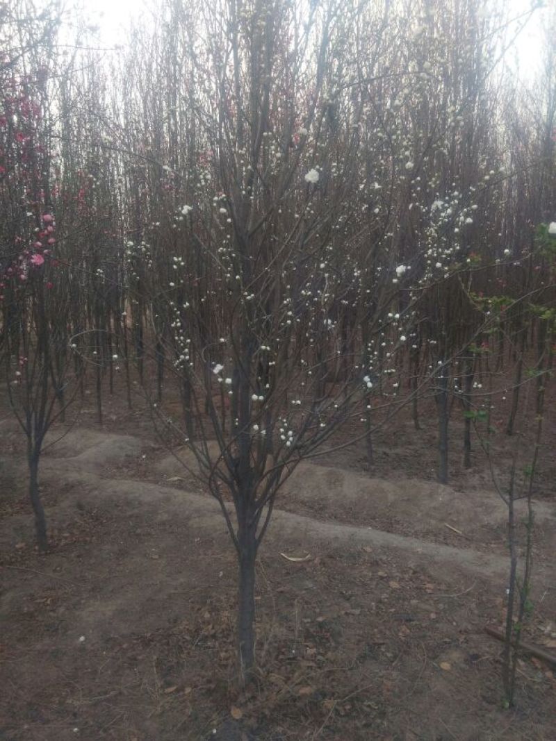 龙柱碧桃6~8cm3.5~4米