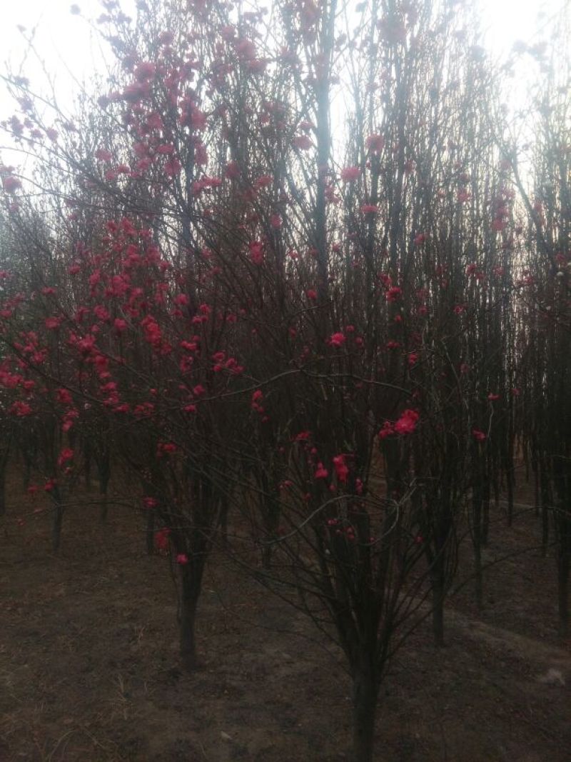 龙柱碧桃6~8cm3.5~4米