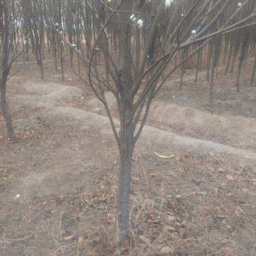龙柱碧桃6~8cm3.5~4米
