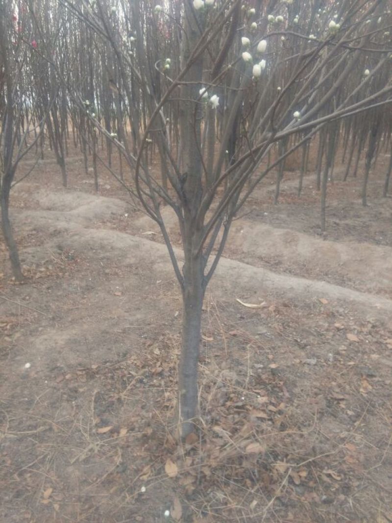 龙柱碧桃6~8cm3.5~4米