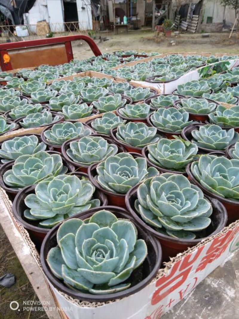 多肉植物带盆栽好大量出货