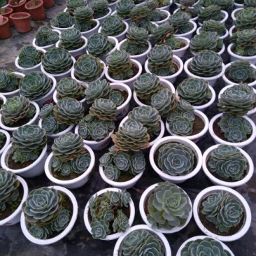 多肉植物带盆栽好大量出货