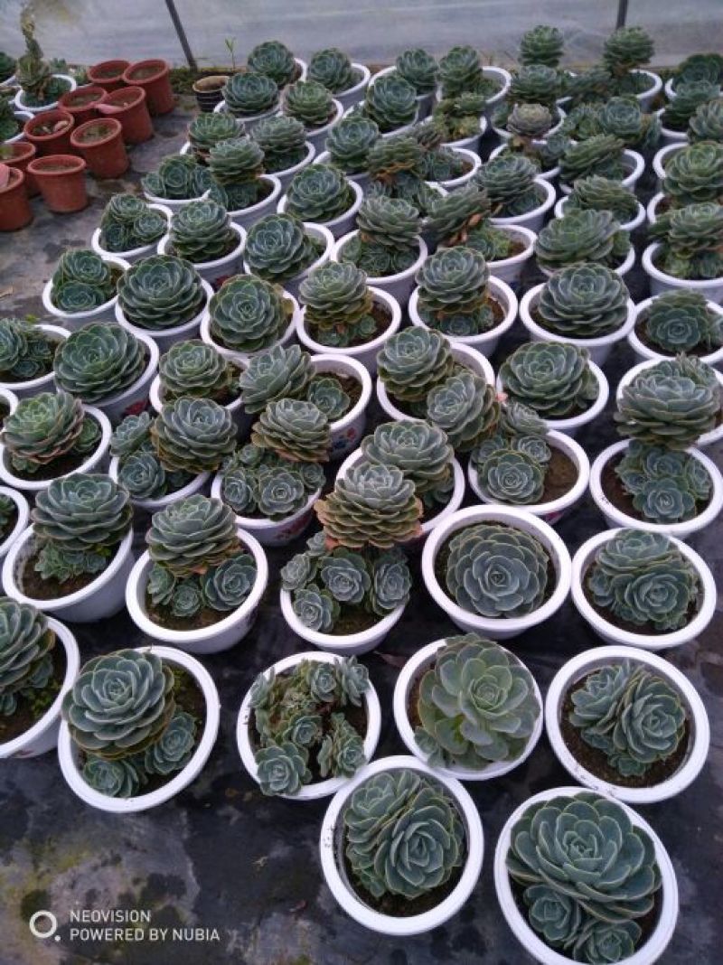 多肉植物带盆栽好大量出货