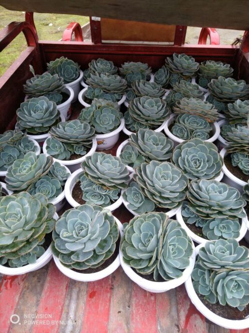 多肉植物带盆栽好大量出货