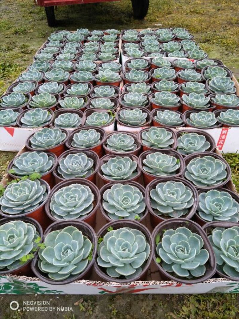 多肉植物带盆栽好大量出货