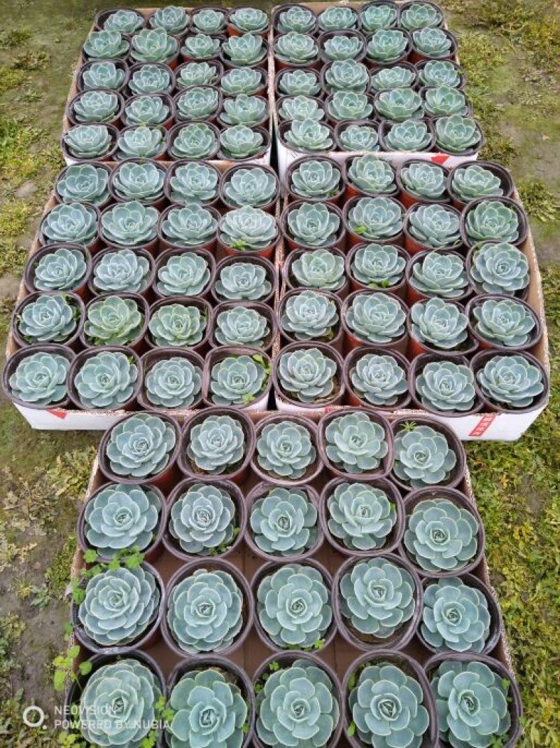 多肉植物带盆栽好大量出货