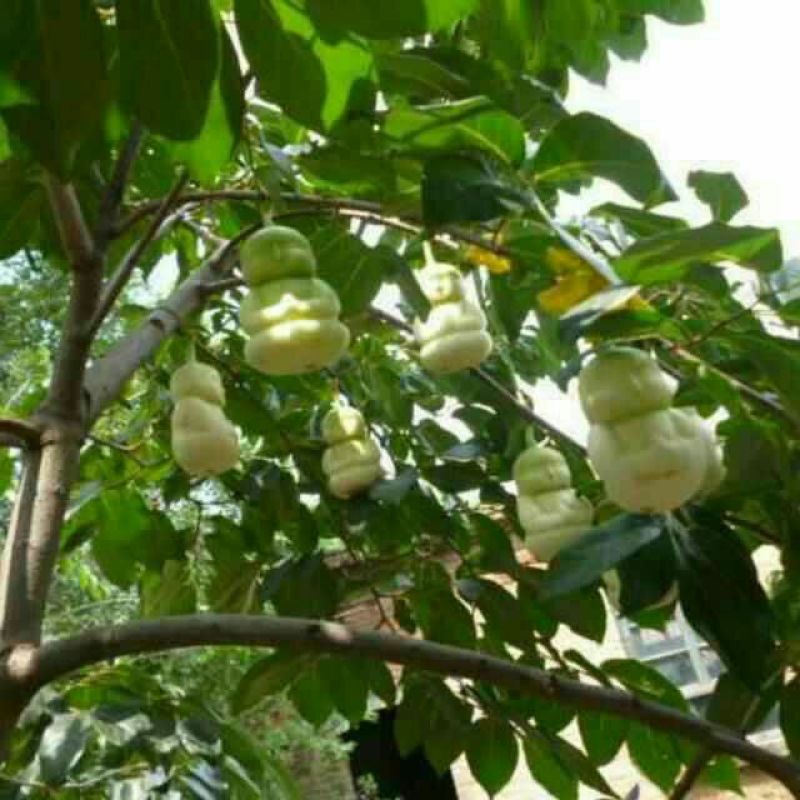 绿宝石甜瓜，花蕾，瑞红，东方密