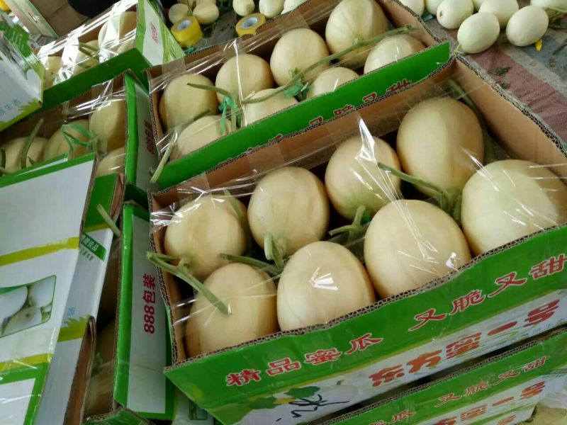 绿宝石甜瓜，花蕾，瑞红，东方密