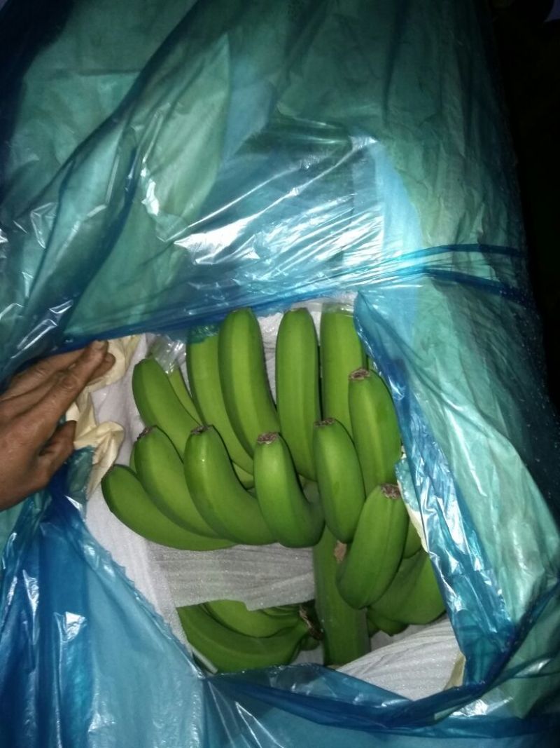 威廉斯香蕉七成熟