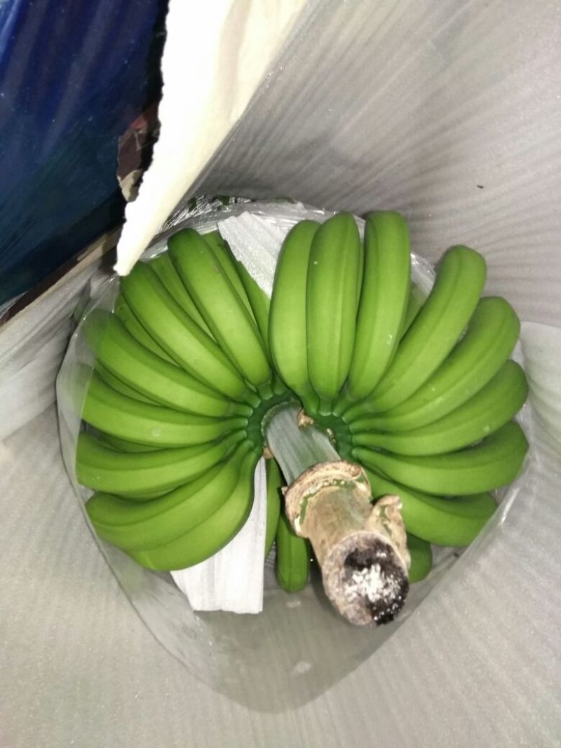威廉斯香蕉七成熟