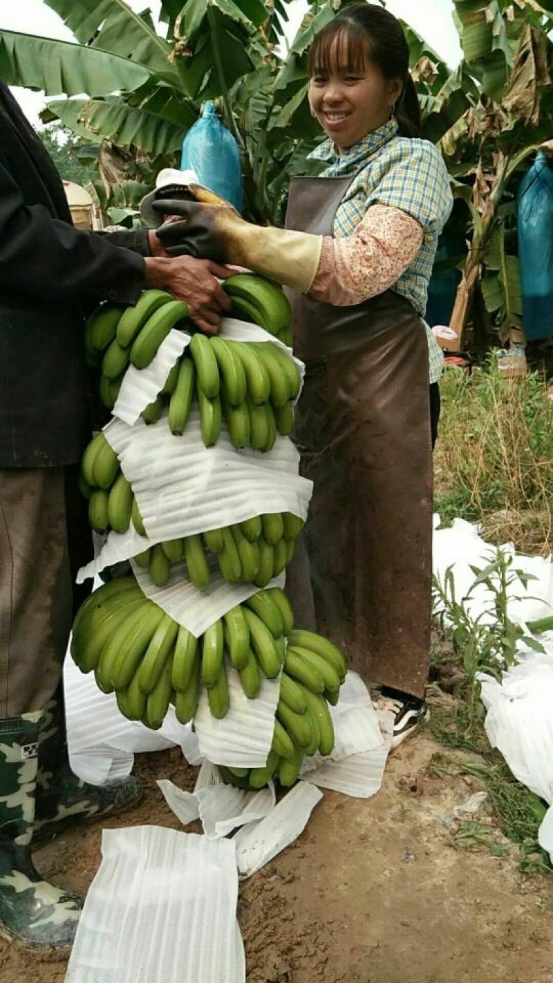 威廉斯香蕉七成熟