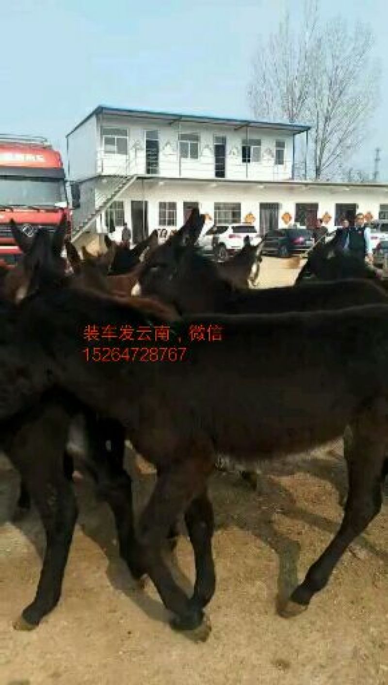 德州驴200~400斤
