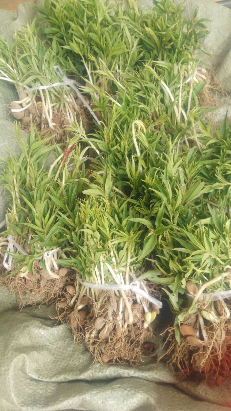 毛桃树苗30cm以下