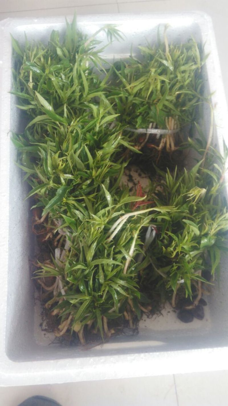 毛桃树苗30cm以下