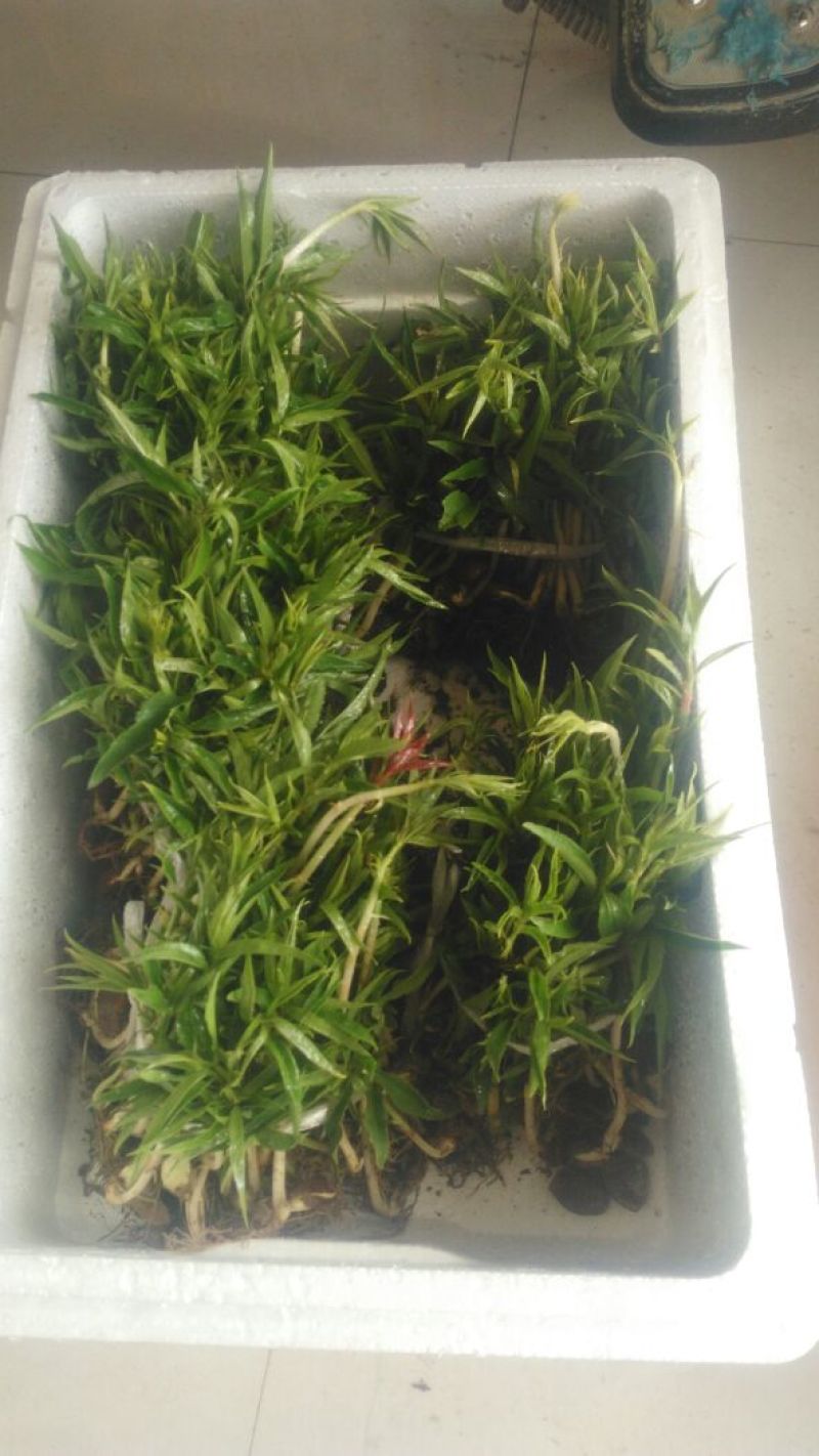 毛桃树苗30cm以下