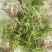 毛桃树苗30cm以下