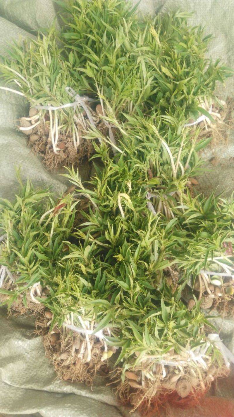 毛桃树苗30cm以下