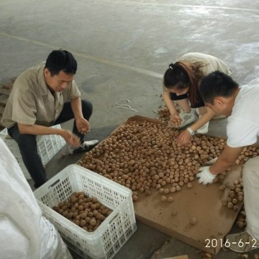 纸皮核桃
