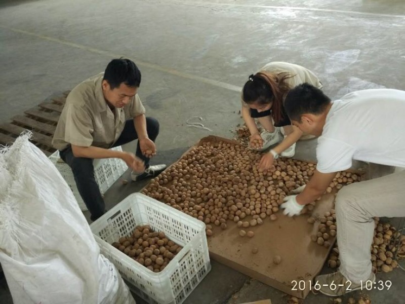 纸皮核桃