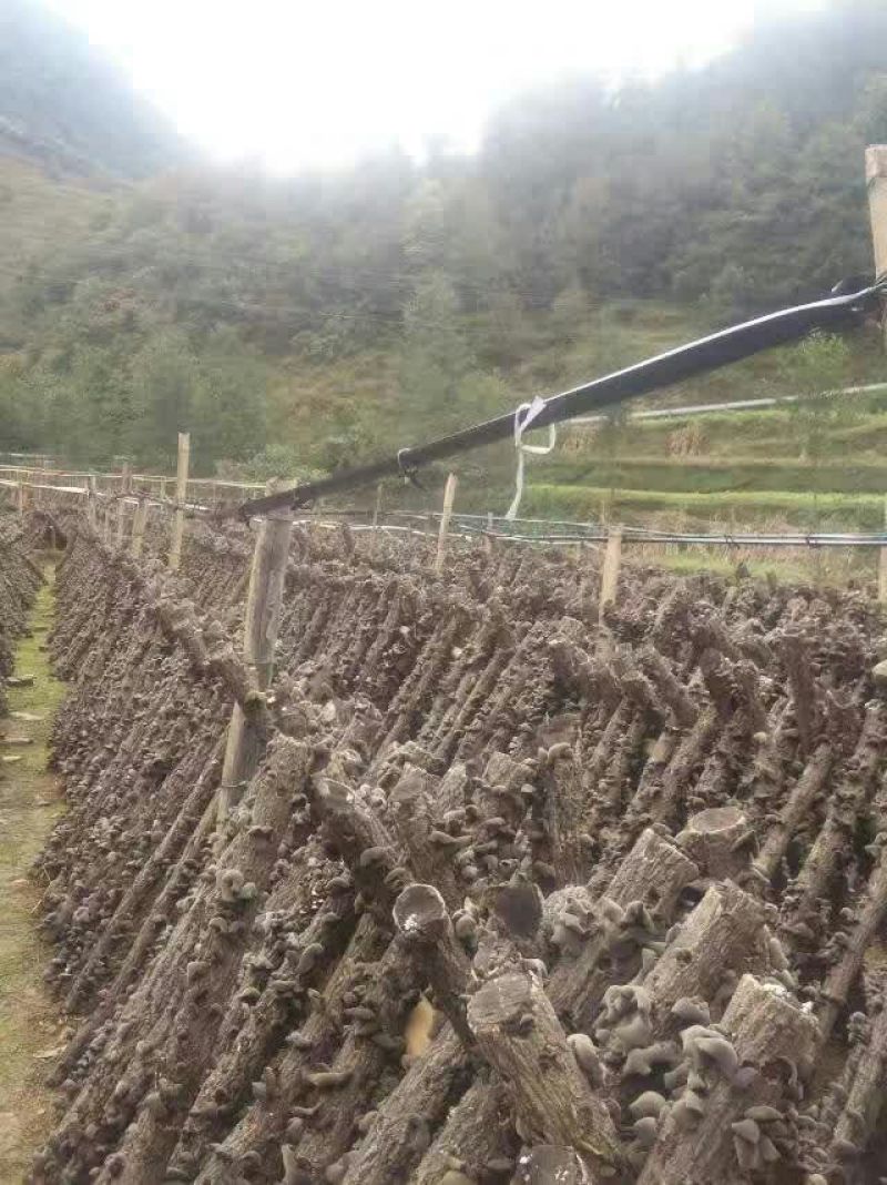 黑木耳特级