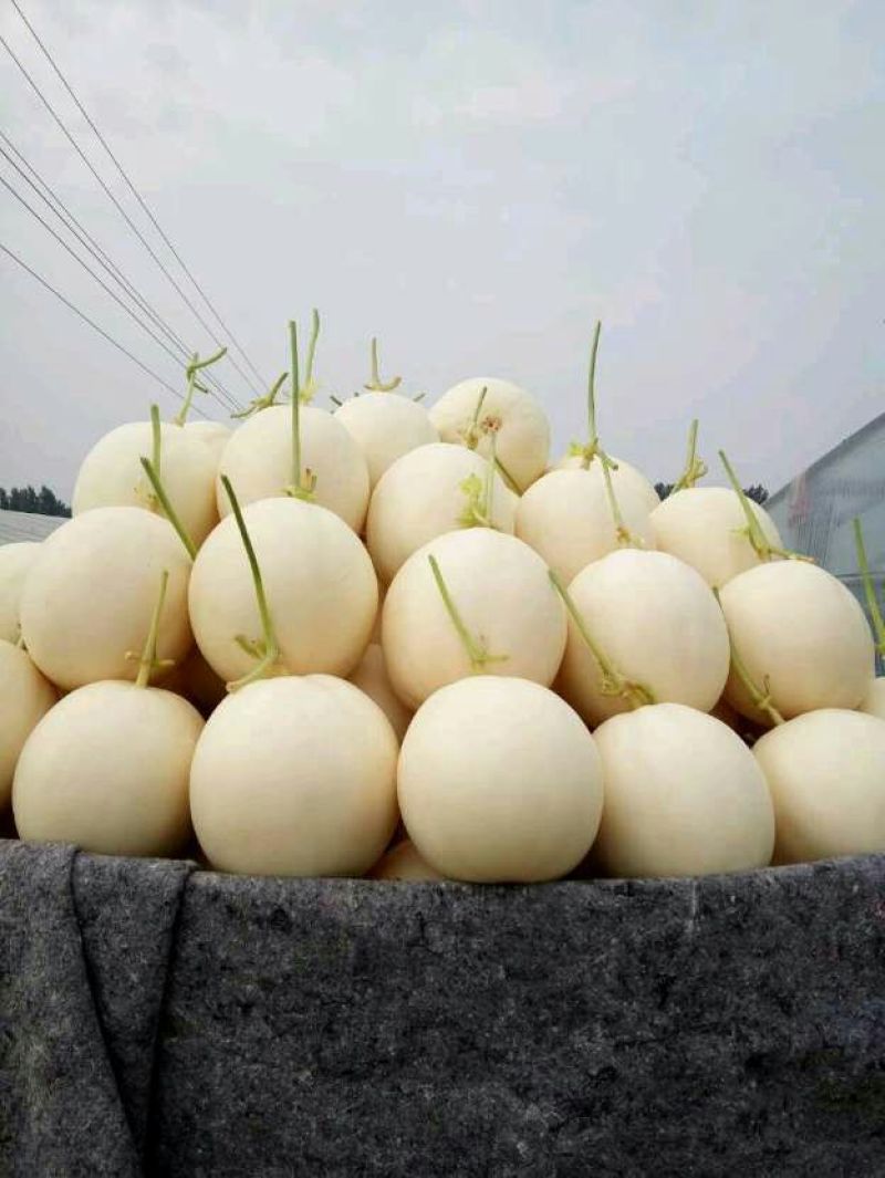 甜瓜，货源充足，长期供应，价格实惠