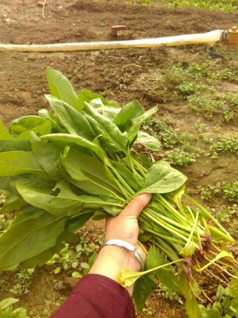 秋菠菜25~30厘米