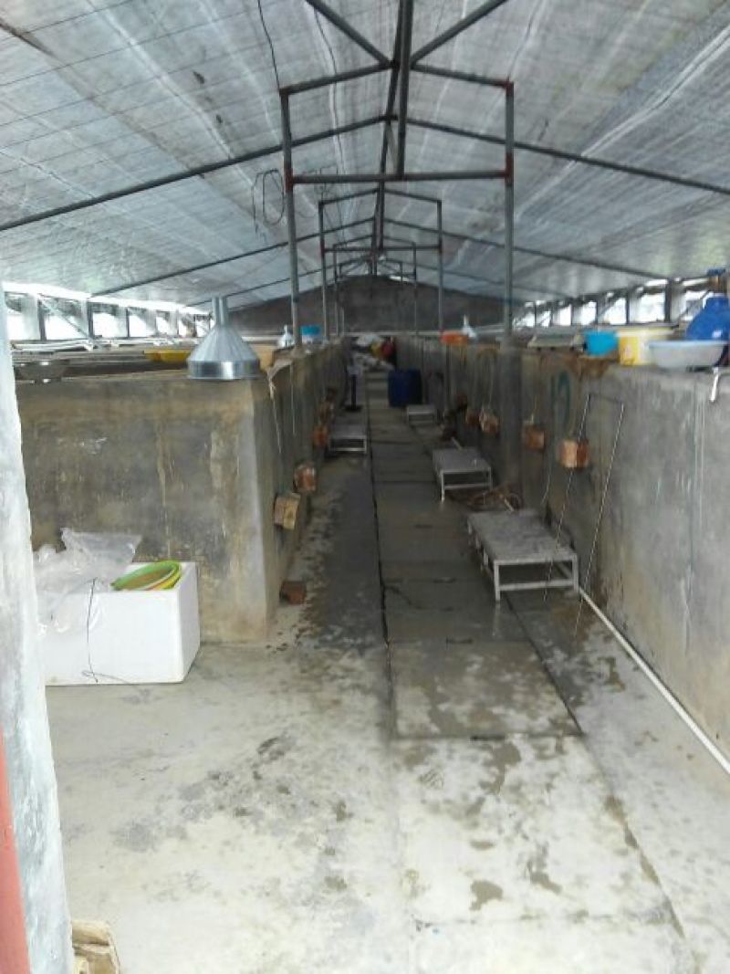 黑鱼鱼苗人工养殖