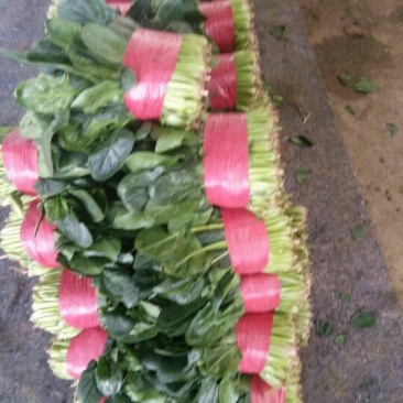 大叶菠菜20~25厘米