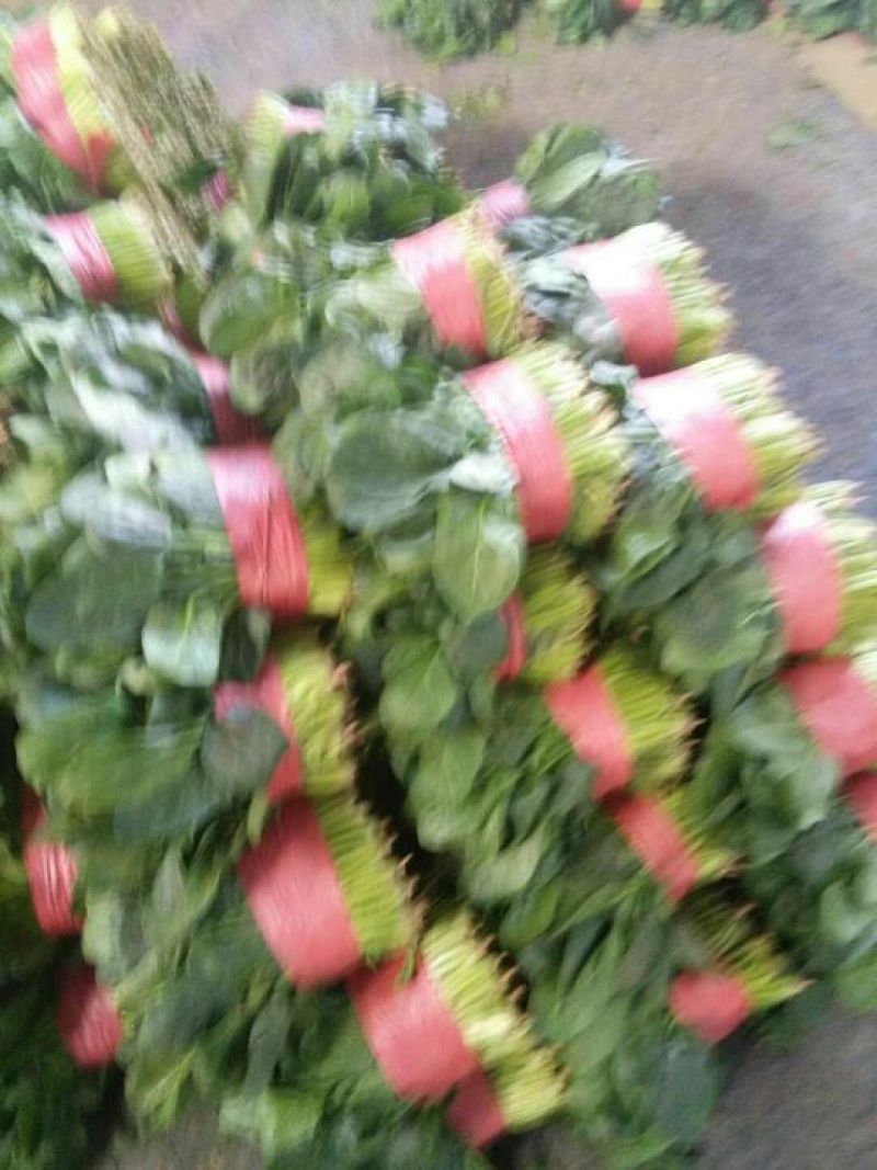大叶菠菜20~25厘米