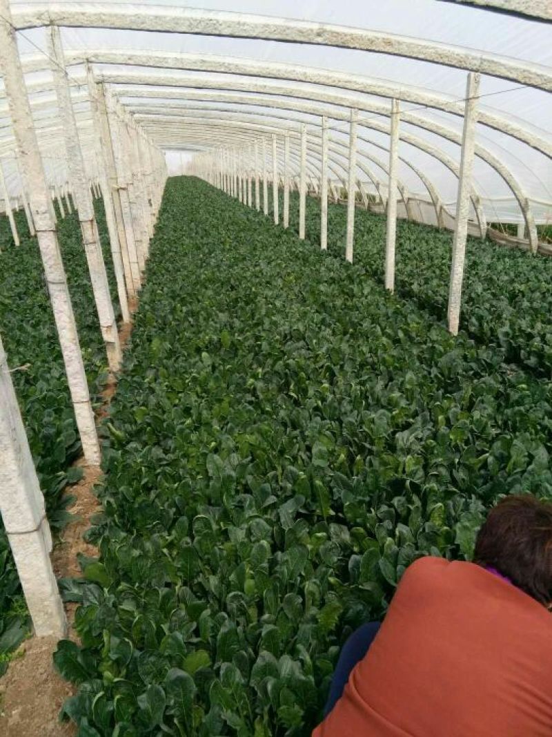 大叶菠菜20~25厘米