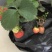 红颜草莓苗20~30cm