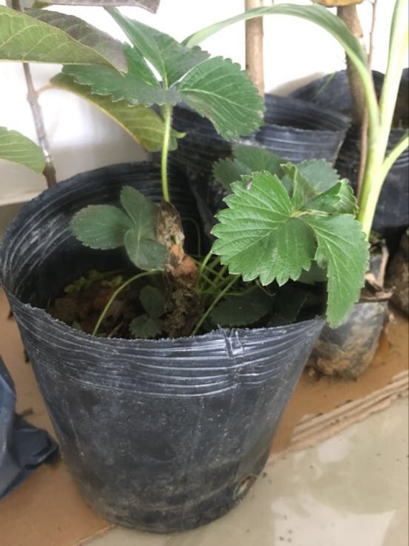 红颜草莓苗20~30cm