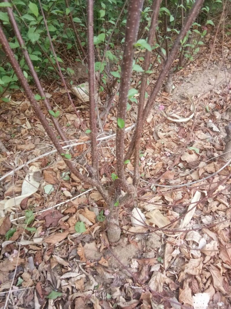 红叶榆叶梅10~20cm