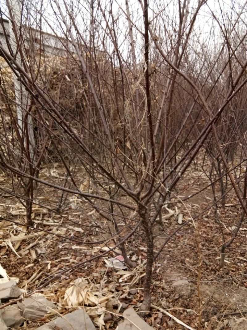 榆叶梅80~100cm