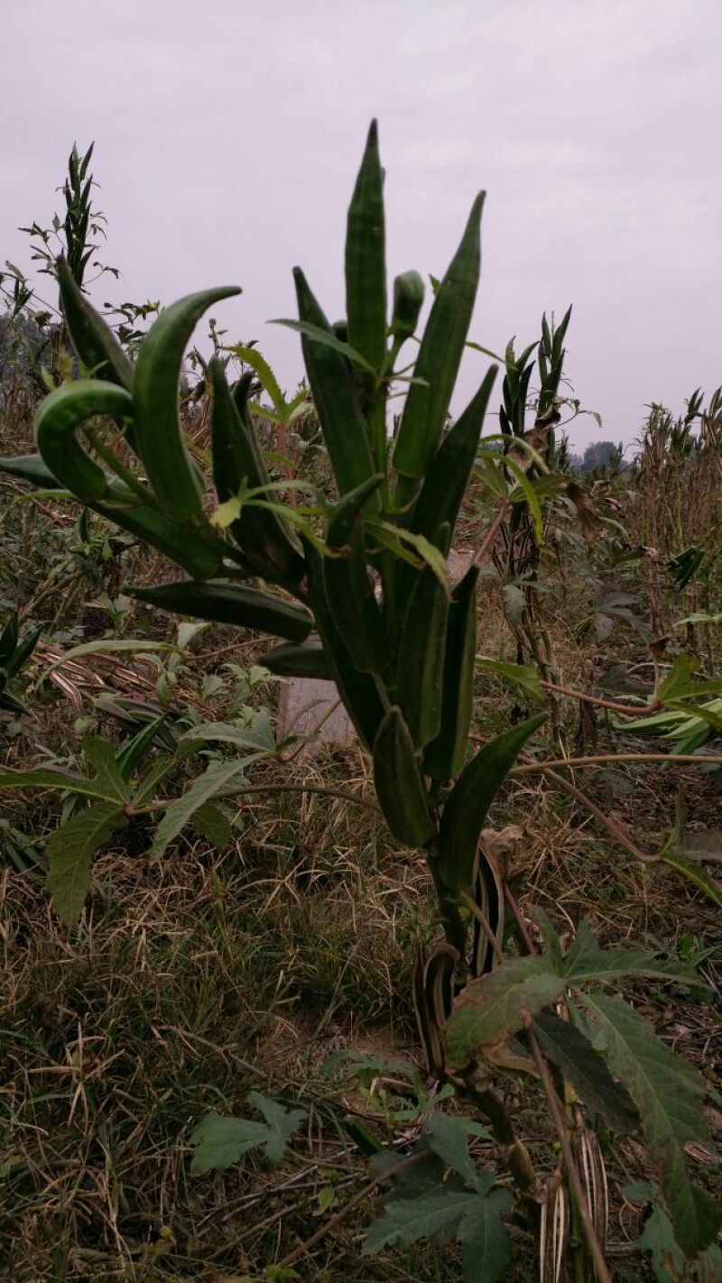黄秋葵油