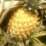 菲律宾（巴厘）菠萝1.5~2斤