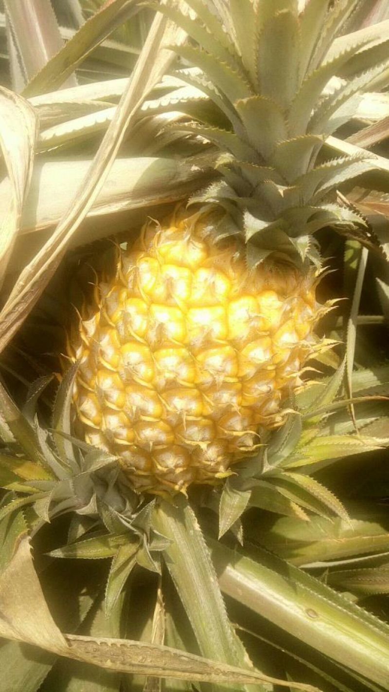 菲律宾（巴厘）菠萝1.5~2斤