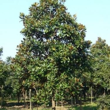 广玉兰10~12cm