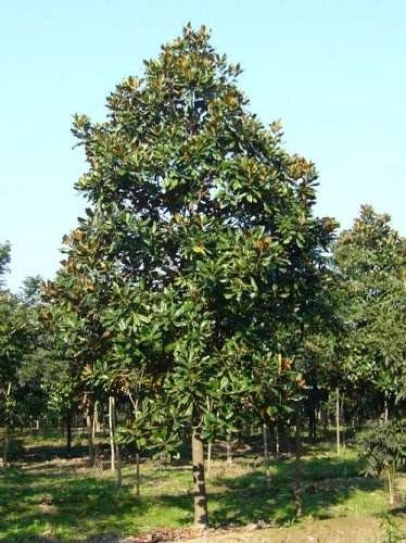 广玉兰10~12cm
