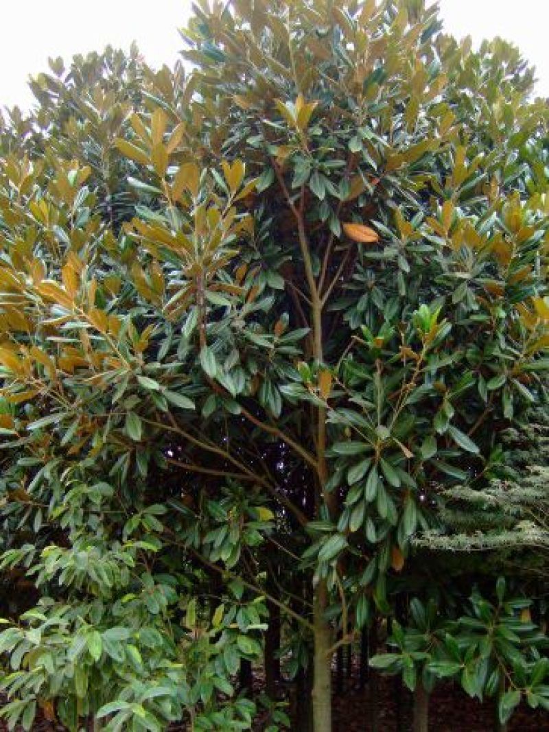 广玉兰10~12cm