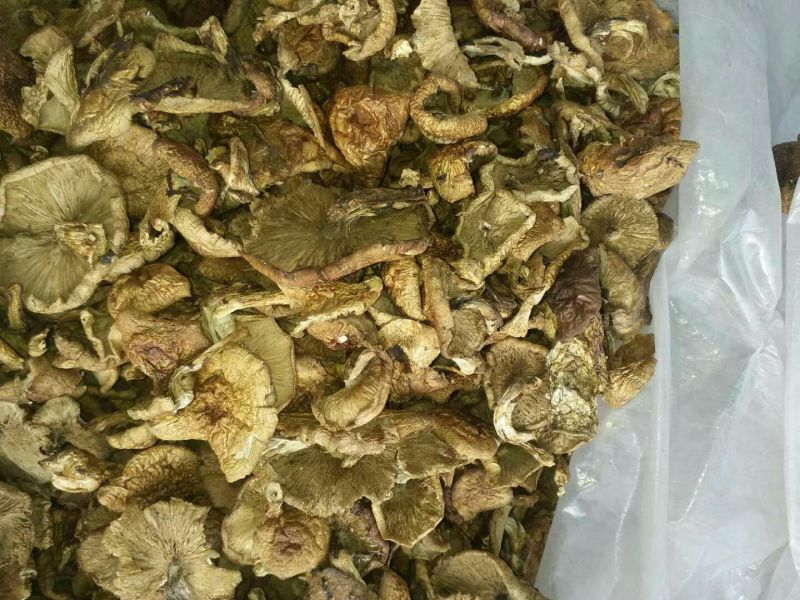 蘑菇一级4cm