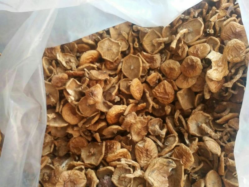 野生菌一级