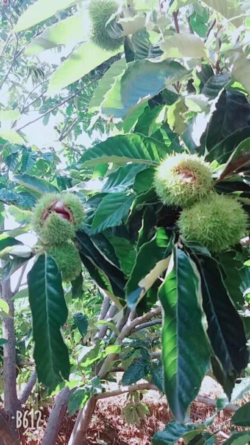 中果早栗