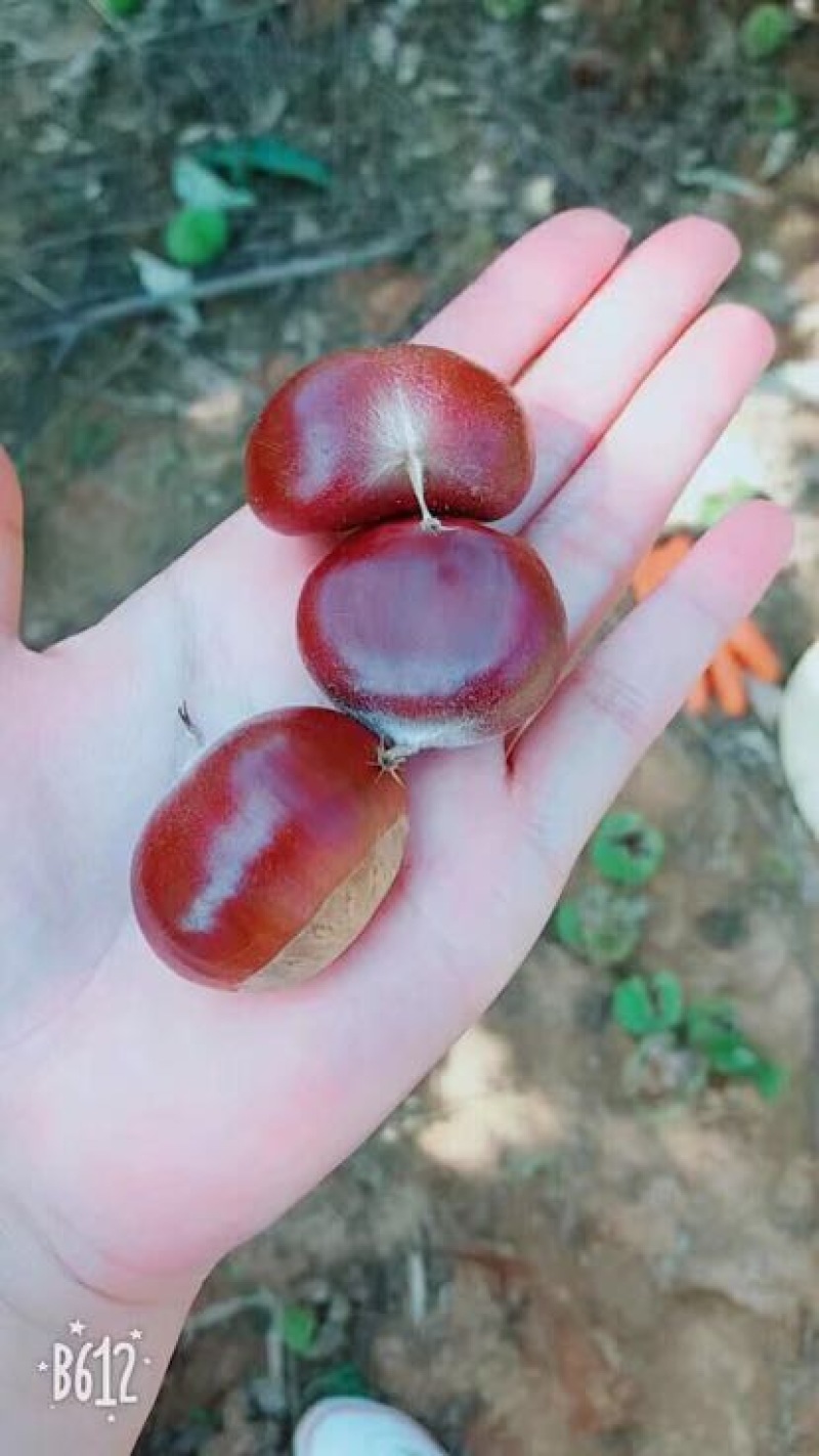 中果早栗