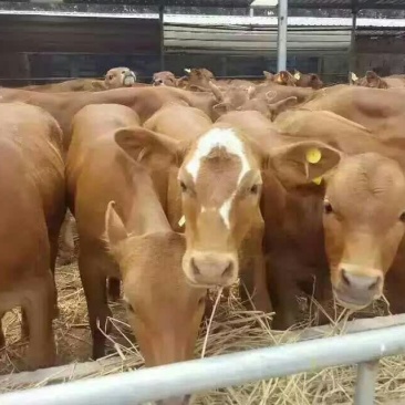 育肥牛犊300~400kg