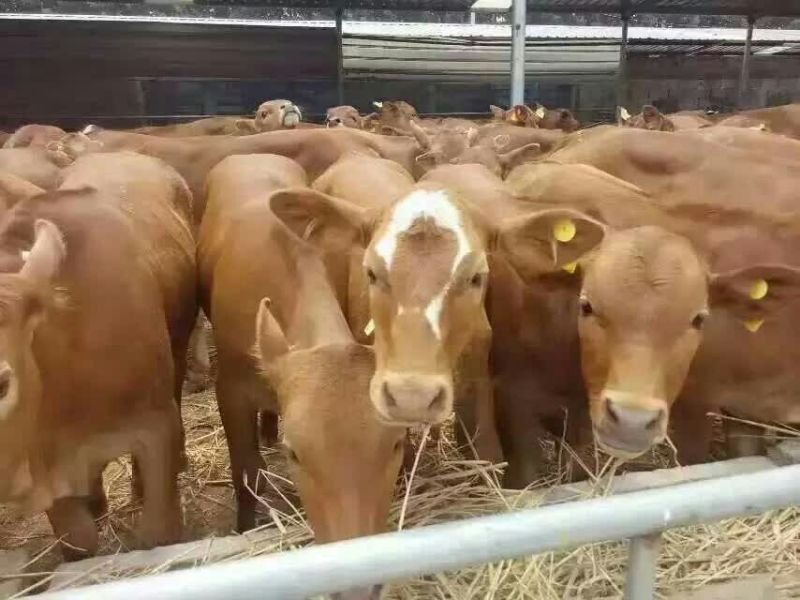 育肥牛犊300~400kg