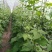 油豆角15厘米以上