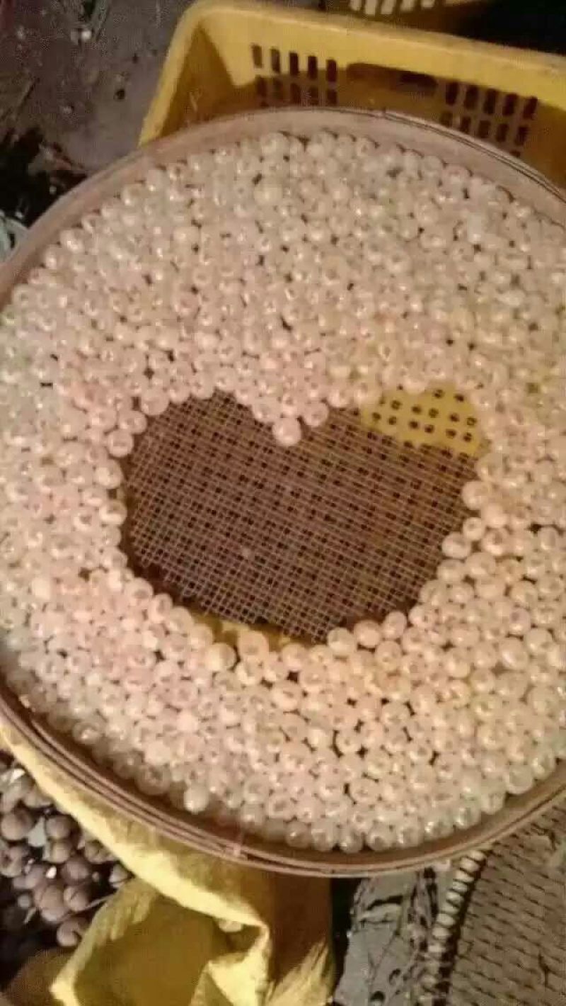 桂圆散装