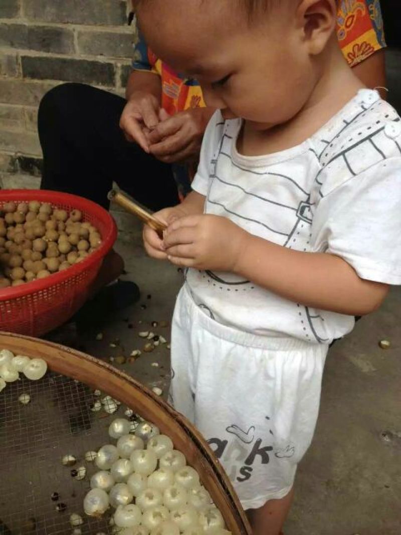 桂圆散装